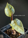 Alocasia Wentii - Elephant Ear, organically grown tropical plants for sale at TOMs FLOWer CLUB