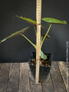 Alocasia Wentii - Elephant Ear, organically grown tropical plants for sale at TOMs FLOWer CLUB