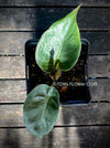 Alocasia Wentii - Elephant Ear, organically grown tropical plants for sale at TOMs FLOWer CLUB