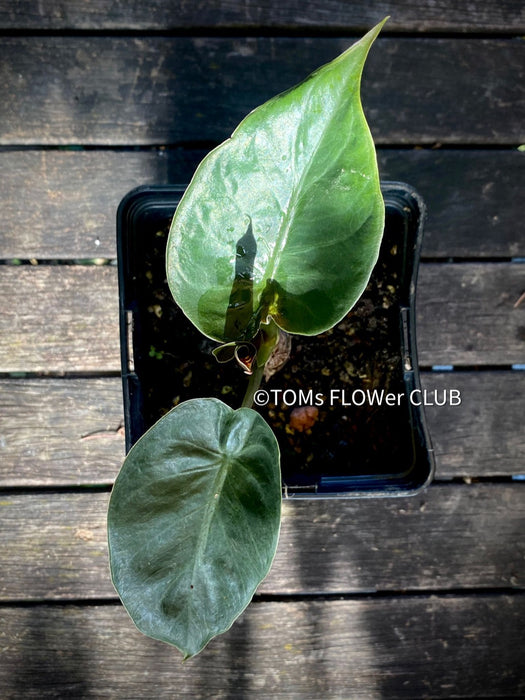 Alocasia Wentii - Elephant Ear, organically grown tropical plants for sale at TOMs FLOWer CLUB