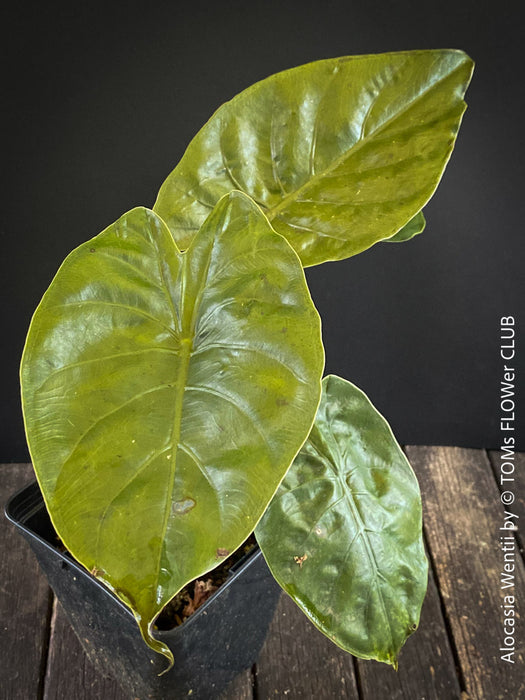 Alocasia Wentii - Elephant Ear, organically grown tropical plants for sale at TOMs FLOWer CLUB