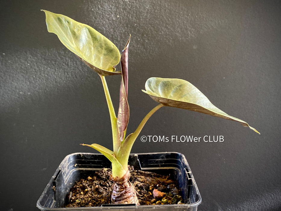 Alocasia Wentii - Elephant Ear, organically grown tropical plants for sale at TOMs FLOWer CLUB