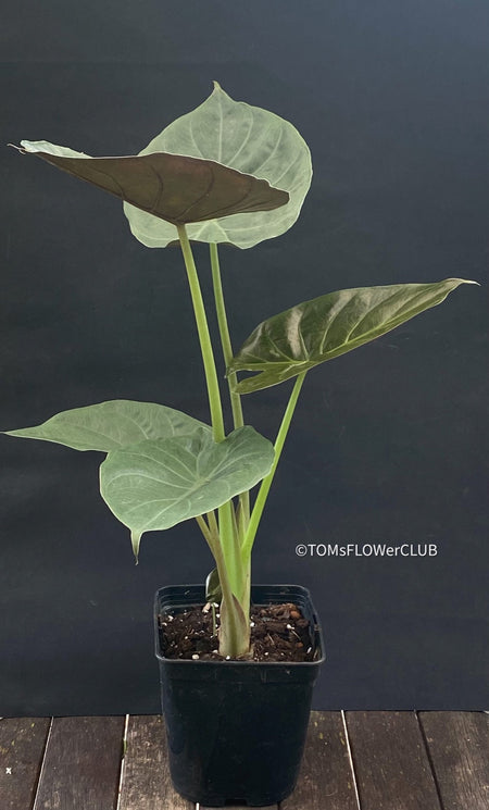 Alocasia Wentii - Elephant Ear, organically grown tropical plants for sale at TOMs FLOWer CLUB