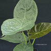 Alocasia Wentii - Elephant Ear, organically grown tropical plants for sale at TOMs FLOWer CLUB