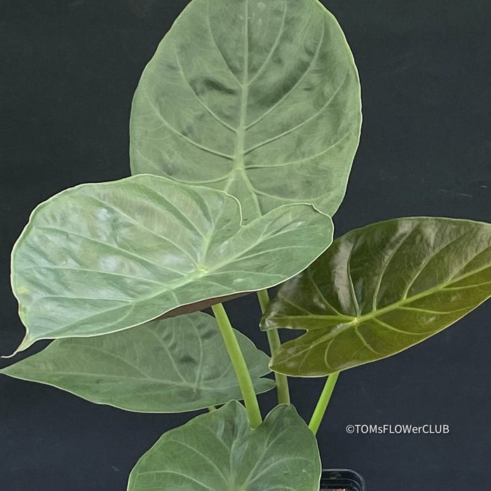 Alocasia Wentii - Elephant Ear, organically grown tropical plants for sale at TOMs FLOWer CLUB