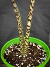 Alocasia Zebrina, organically grown tropical plants for sale in TOMS FLOWer CLUB. 
