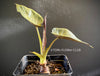Alocasia Wentii - Elephant Ear, organically grown tropical plants for sale at TOMsFLOWer CLUB