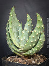 Aloe Aculeata, organically grown succulent South African plants for sale at TOMs FLOWer CLUB.