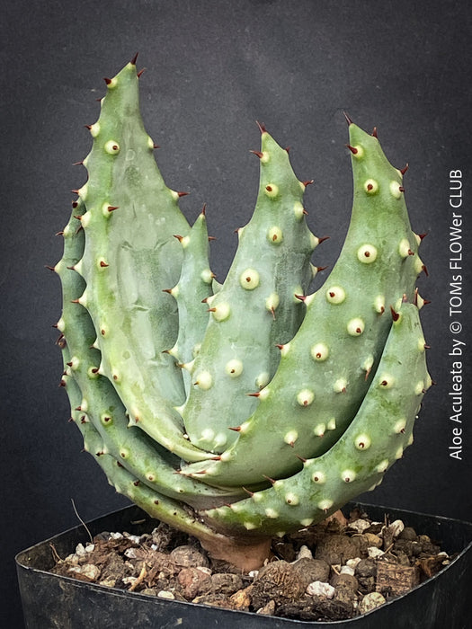 Aloe Aculeata, organically grown succulent South African plants for sale at TOMs FLOWer CLUB.