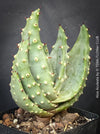 Aloe Aculeata, organically grown succulent South African plants for sale at TOMs FLOWer CLUB.