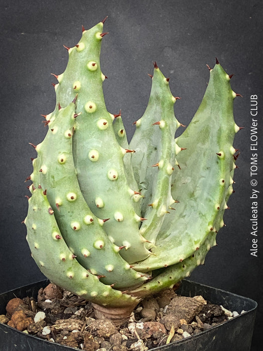 Aloe Aculeata, organically grown succulent South African plants for sale at TOMs FLOWer CLUB.