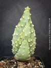 Aloe Aculeata, organically grown succulent South African plants for sale at TOMs FLOWer CLUB.