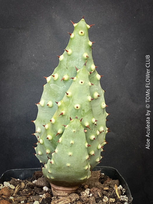Aloe Aculeata, organically grown succulent South African plants for sale at TOMs FLOWer CLUB.