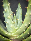 Aloe Aculeata, organically grown succulent South African plants for sale at TOMs FLOWer CLUB.