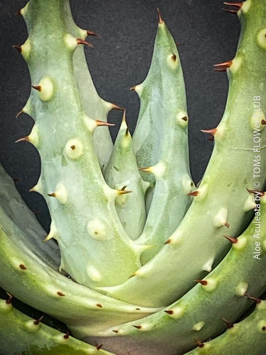 Aloe Aculeata, organically grown succulent South African plants for sale at TOMs FLOWer CLUB.
