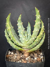 Aloe Aculeata, organically grown succulent South African plants for sale at TOMs FLOWer CLUB.