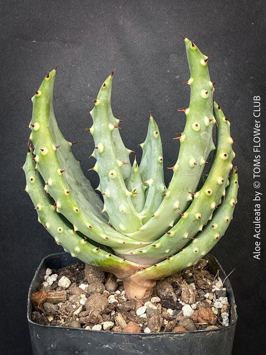 Aloe Aculeata, organically grown succulent South African plants for sale at TOMs FLOWer CLUB.
