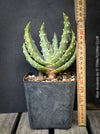 Aloe Aculeata, organically grown succulent South African plants for sale at TOMs FLOWer CLUB.