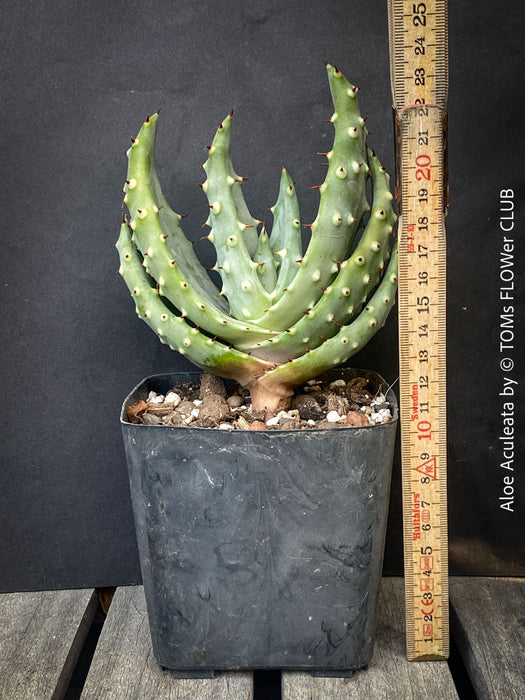 Aloe Aculeata, organically grown succulent South African plants for sale at TOMs FLOWer CLUB.