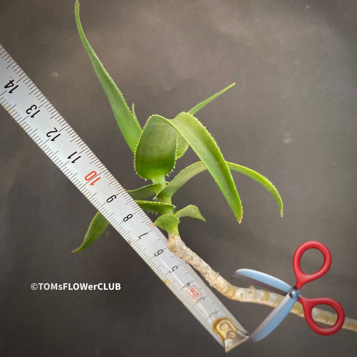 Aloe / Aloiampelos ciliaris - CUTTING, organically grown succulent plants for sale at TOMs FLOWer CLUB.