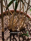 Aloe / Aloiampelos ciliaris - CUTTING, organically grown succulent plants for sale at TOMs FLOWer CLUB.