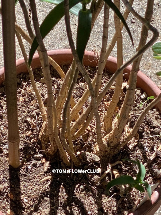 Aloe / Aloiampelos ciliaris - CUTTING, organically grown succulent plants for sale at TOMs FLOWer CLUB.