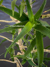 Aloe / Aloiampelos ciliaris - CUTTING, organically grown succulent plants for sale at TOMs FLOWer CLUB.