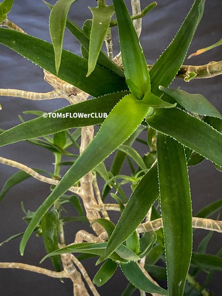 Aloe / Aloiampelos ciliaris - CUTTING, organically grown succulent plants for sale at TOMs FLOWer CLUB.