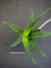 Aloe / Aloiampelos ciliaris - CUTTING, organically grown succulent plants for sale at TOMs FLOWer CLUB.