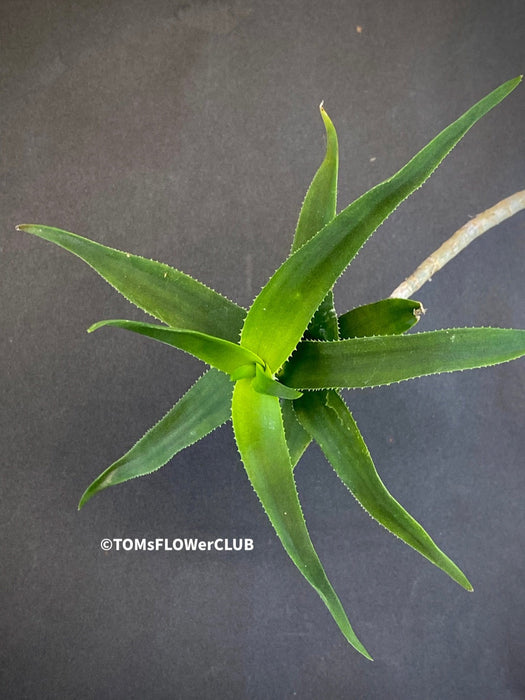 Aloe / Aloiampelos ciliaris - CUTTING, organically grown succulent plants for sale at TOMs FLOWer CLUB.