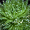 Aloe Arachnoidea, organically grown succulent plants for sale at TOMs FLOWer CLUB.