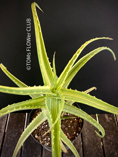 Aloe Arborescens Aurea Variegata, organically grown succulent plants for sale at TOMs FLOWer CLUB.