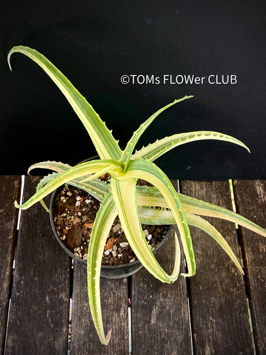 Aloe Arborescens Aurea Variegata, organically grown succulent plants for sale at TOMs FLOWer CLUB.