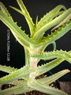 Aloe Arborescens Aurea Variegata, organically grown succulent plants for sale at TOMs FLOWer CLUB.