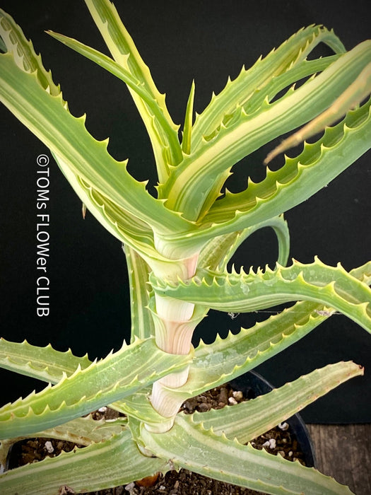 Aloe Arborescens Aurea Variegata, organically grown succulent plants for sale at TOMs FLOWer CLUB.