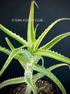 Aloe Arborescens Aurea Variegata, organically grown succulent plants for sale at TOMs FLOWer CLUB.