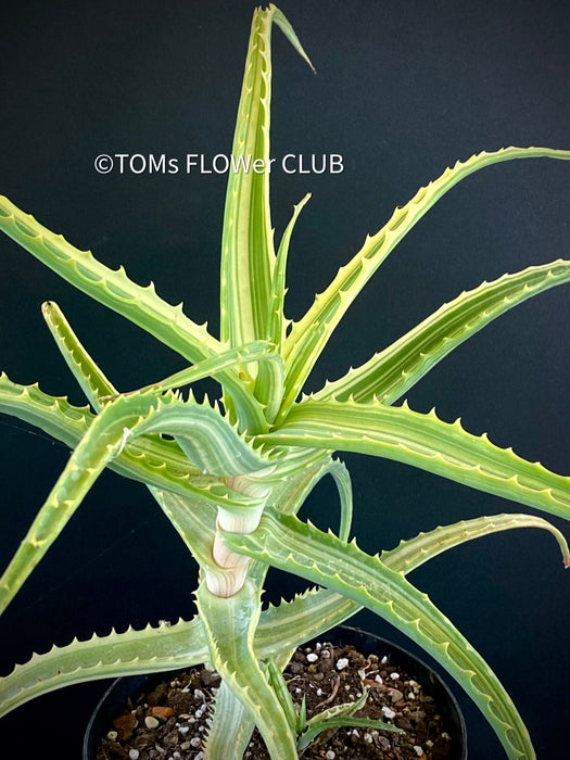 Aloe Arborescens Aurea Variegata, organically grown succulent plants for sale at TOMs FLOWer CLUB.