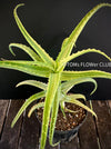 Aloe Arborescens Aurea Variegata, organically grown succulent plants for sale at TOMs FLOWer CLUB.