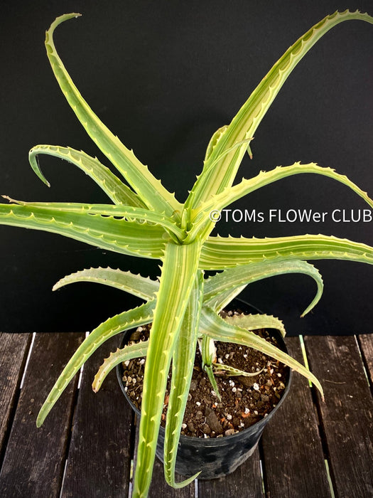 Aloe Arborescens Aurea Variegata, organically grown succulent plants for sale at TOMs FLOWer CLUB.