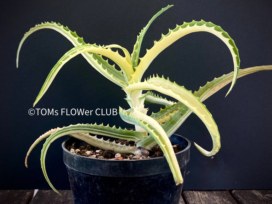 Aloe Arborescens Aurea Variegata, organically grown succulent plants for sale at TOMs FLOWer CLUB.