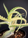 Aloe Arborescens Aurea Variegata, organically grown succulent plants for sale at TOMs FLOWer CLUB.