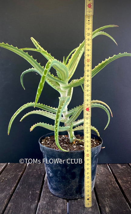 Aloe Arborescens Aurea Variegata, organically grown succulent plants for sale at TOMs FLOWer CLUB.