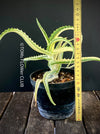 Aloe Arborescens Aurea Variegata, organically grown succulent plants for sale at TOMs FLOWer CLUB.