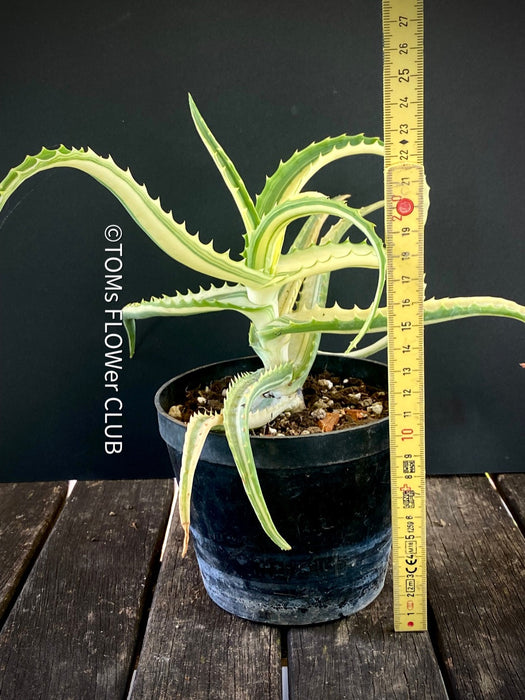 Aloe Arborescens Aurea Variegata, organically grown succulent plants for sale at TOMs FLOWer CLUB.