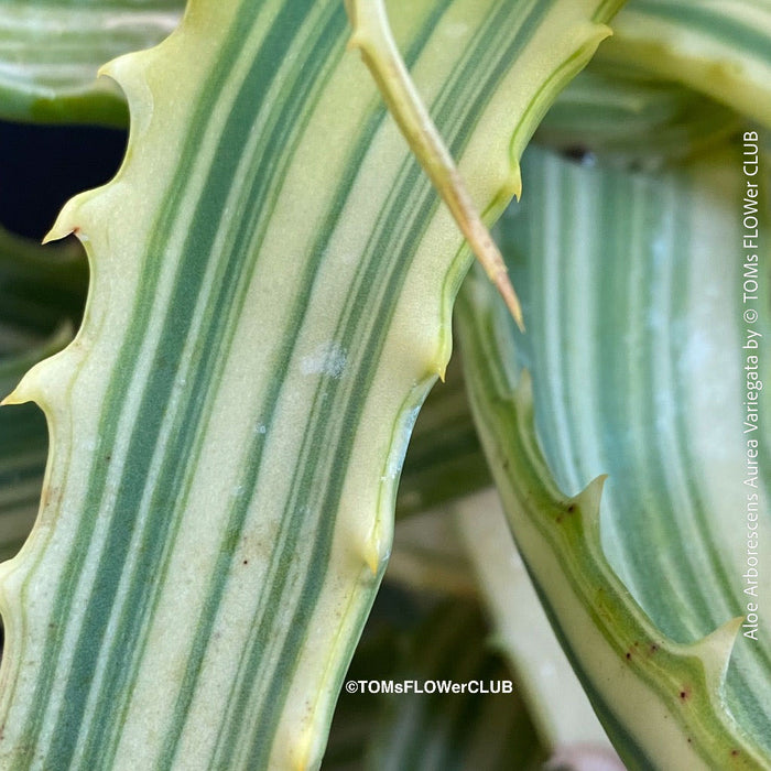 Aloe Arborescens Aurea Variegata