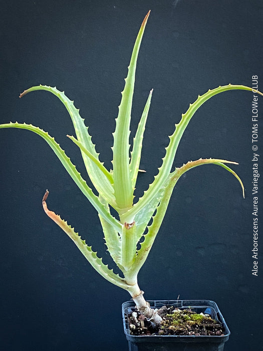 Aloe Arborescens Aurea Variegata