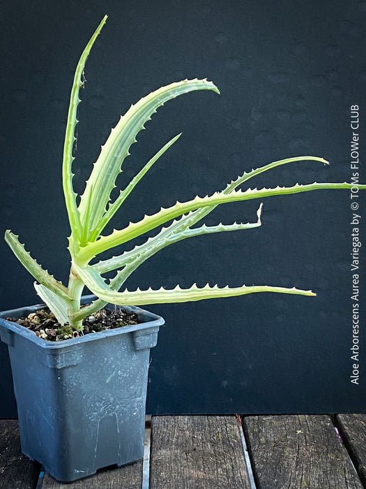 Aloe Arborescens Aurea Variegata