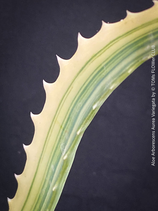 Aloe Arborescens Aurea Variegata