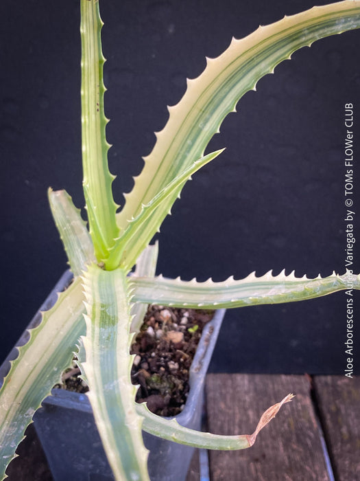 Aloe Arborescens Aurea Variegata