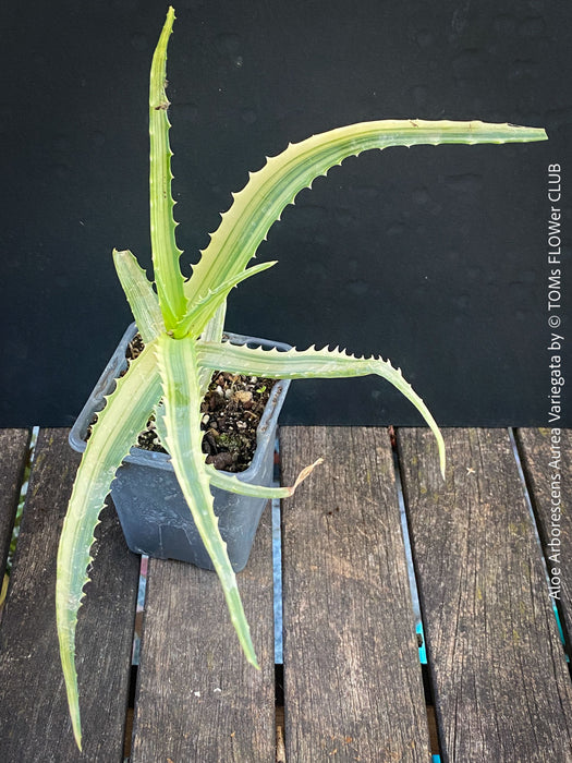 Aloe Arborescens Aurea Variegata